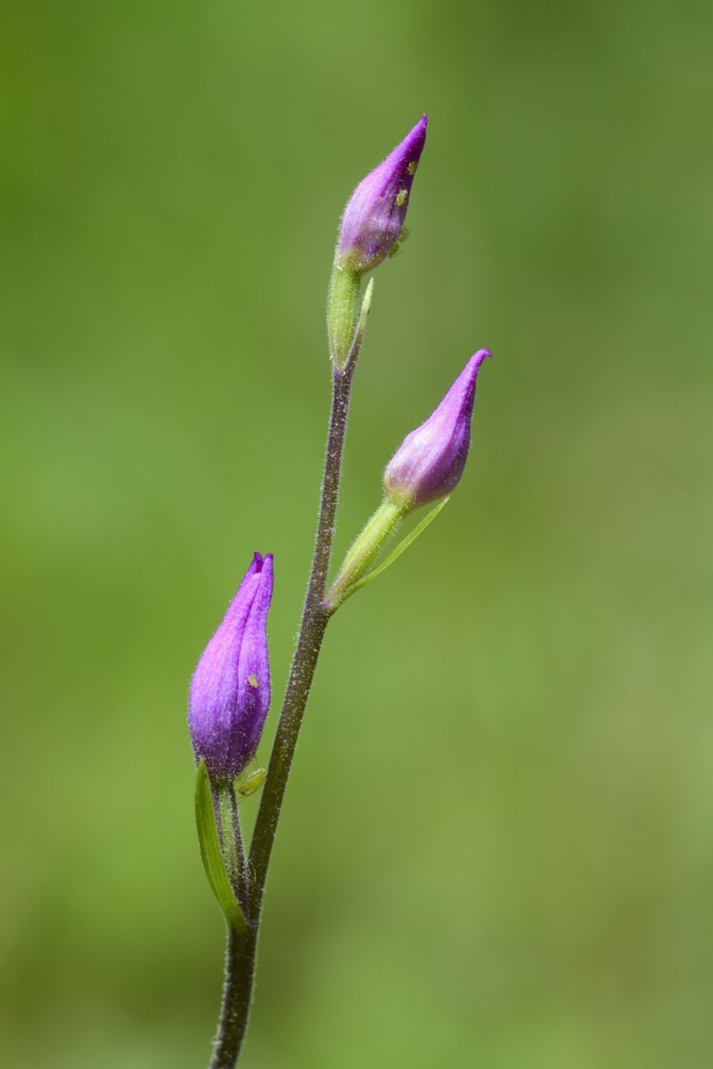 conferma Cephalanthera rubra